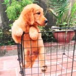 Ố vượt nhanh không Sen nó bắt được - Chó Golden đực 2 tháng tuổi vô cùng thông minh