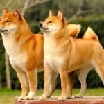 Chó akita - Giống chó hoàng gia