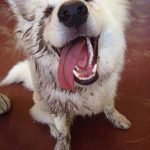 Sự tinh nghịch của chú chó samoyed