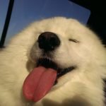Làn môi xinh - khúc lưỡi tươi - bờ môi ko nhìn thấy của chó samoyed hihi