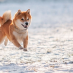 Chó shiba hay còn gọi là chó akita