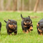 Đàn chó Rottweiler 2 tháng tuổi