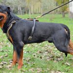 Đặc điểm nhận dạng chó Rottweiler 