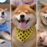 Shiba inu với biểu cảm cực đáng yêu