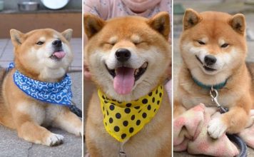 Shiba inu với biểu cảm cực đáng yêu