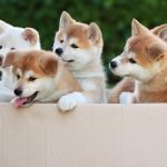 Đàn Akita baby nhắng nhít