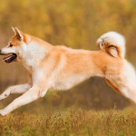 Akita là giống chó Nhật của Hoàng gia