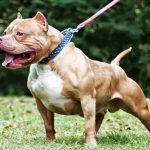 Cùng Thú cảnh Việt khám phá chó Pitbull nhé