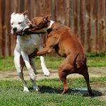 Pitbull tham gia chọi chó