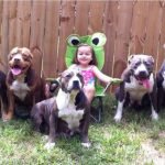 Pitbull rất thích chơi với trẻ em