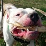 Hàm răng của Pitbull có khả năng tạo lực cắn rất mạnh