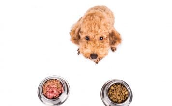 Chó poodle ăn cơm được không – Chia sẻ từ chuyên gia Chó Poodle ăn gì là vấn đề rất nhiều người quan tâm