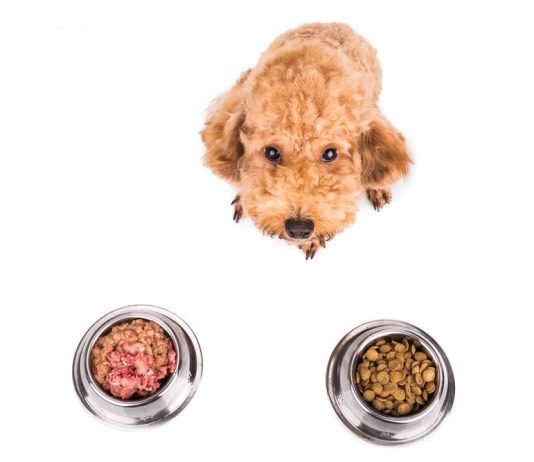 Chó Poodle ăn gì là vấn đề rất nhiều người quan tâm