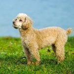 Toy Poodle là dòng phổ biến nhất
