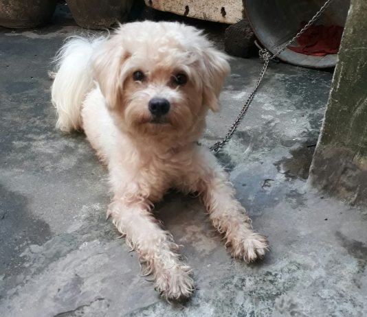 Poodle lai khi trưởng thành sẽ không xinh đẹp như bạn mong đợi