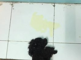 Một bé Poodle bị mắc bệnh truyền nhiễm