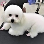 poodle trang tiny trưởng thành