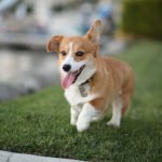 Chó corgi thuần chủng siêu đáng yêu
