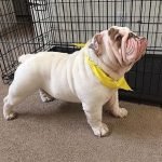 Chân ngắn, mặt xệ - chính là em Bull Anh