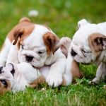 Đàn Chó bull anh 3 tháng tuổi cực yêu