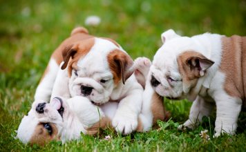 Chó Bull Anh – Kinh nghiệm chọn mua và nuôi chó bull Anh đúng cách Đàn Chó bull anh 3 tháng tuổi cực yêu