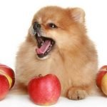 Chú ý giữ vệ sinh trong quá trình cho chó Phốc sóc ăn