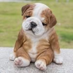 Chó bull Anh sinh trong nước có giá rẻ hơn