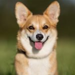 Chó corgi thuần chủng siêu đáng yêu