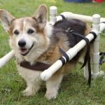 Huấn luyện chó corgi