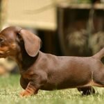 Mỗi ngày Lạp Xưởng cần ăn 3 bữa đầy đủ hoặc có thể hơn