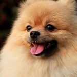 Chế độ ăn cho Phốc Sóc
