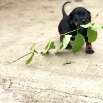 Chó xúc xích tung tăng nhảy múa