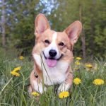Corgi đẹp nhất với 4 chân ngắn cũn