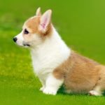Chó corig 2 tháng tuổi