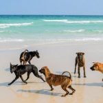 Chó Phú Quốc bơi rất giỏi