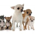 Các size chó Chihuahua