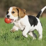Chó săn thỏ Beagle - Giống chó thân thiện với con người