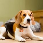 Chó Beagle với vẻ bề ngoài vô cùng đáng yêu