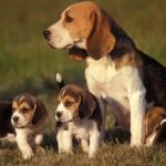 Beagle – Giống chó săn thỏ thân thiện với con người