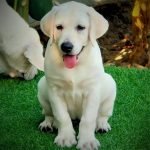 Cho labrador vang kim 8 thang tuoi