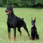 Khi trưởng thành Chó Doberman có vóc dáng vô cùng uy nghi