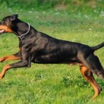 Chó Docberman được ví như vệ sĩ đắc lực cho ngôi nhà của bạn