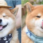 Shiba Inu-chú chó Nhật Bản gây nhiều thương nhớ vì quá đáng yêu
