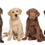 Những màu phổ biến ở chó Labrador