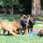 Khởi nguồn của giống chó Malinois Becgie Bỉ
