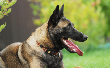 Tìm hiểu đôi điều về giống chó Malinois Becgie Bỉ