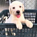 Labrador bạch kim 2 tháng tuổi