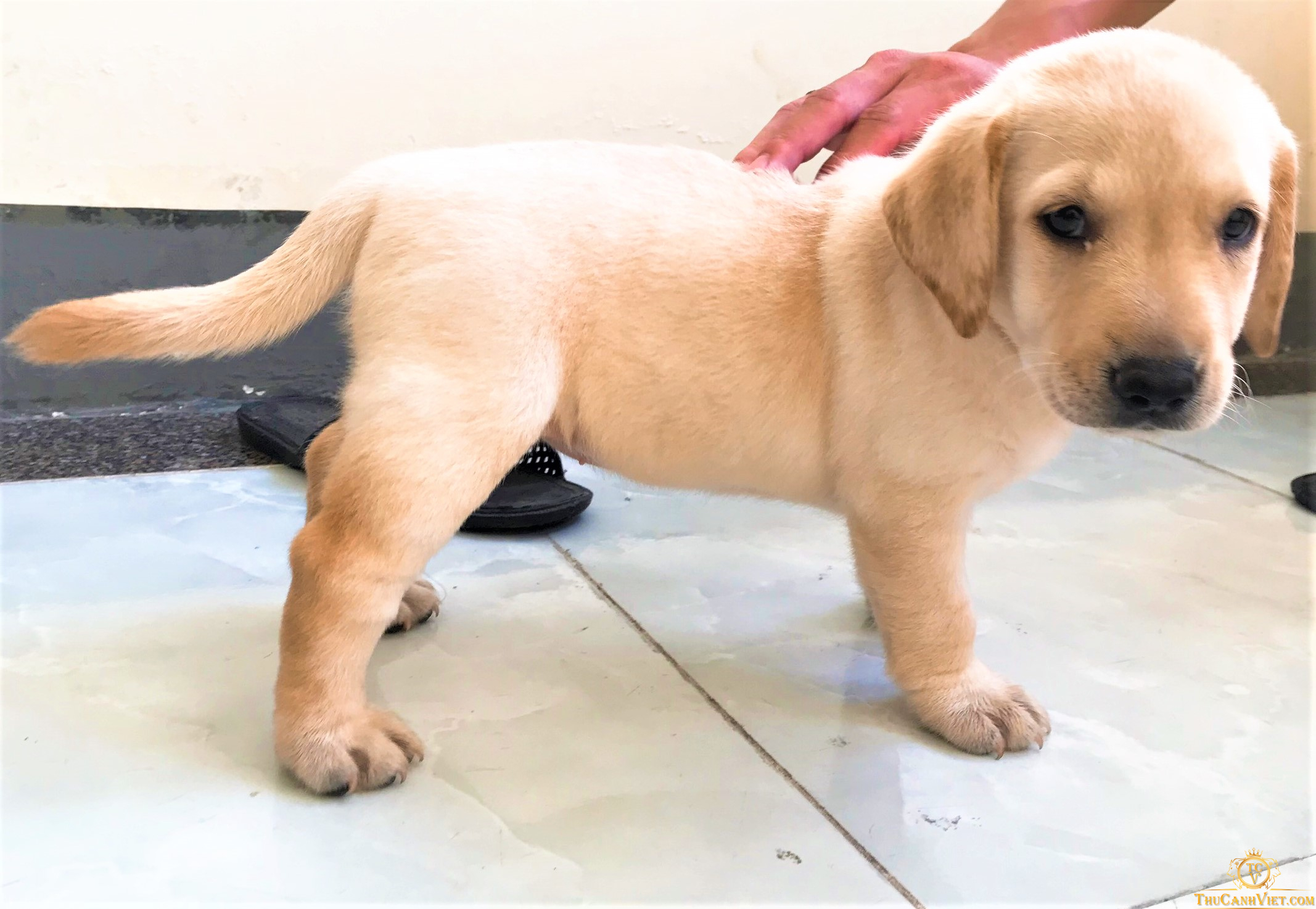 Tìm hiểu về dòng chó Labrador Retriever vô cùng thân thiện và quấn chủ