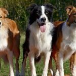 Border-Collie-giống-chó-cảnh-có-chỉ-số-IQ-cao-nhấ