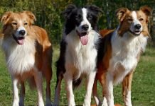 Border-Collie-giống-chó-cảnh-có-chỉ-số-IQ-cao-nhấ
